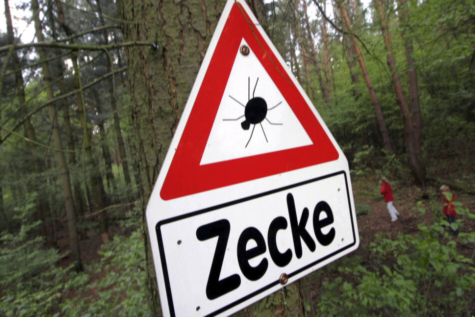 Bislang halten sich die FSME-Fälle in Sachsen auf niedrigem Niveau.