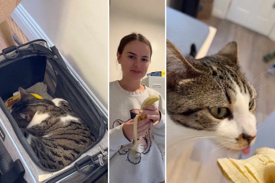 In a viral video on TikTok, an inexplicably banana-obsessed cat gets woken up out of a dead sleep by the almost imperceptible sound of his owner opening his favorite fruit.