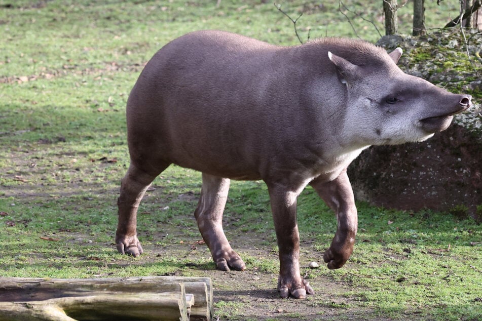 Willkommen in Kölle! Tapir-Mann "Mendoza" fühlt sich bereits pudelwohl in seiner neuen Heimat.