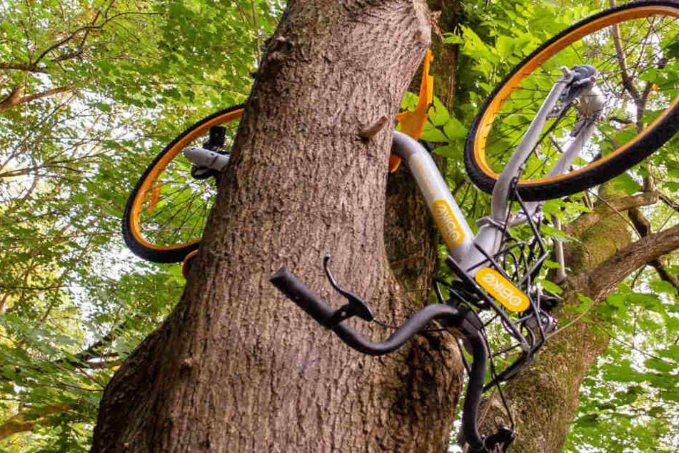 Warum tun Menschen manche Dinge? Die Räder des Leihanbieters oBike hingen sogar in Bäumen.