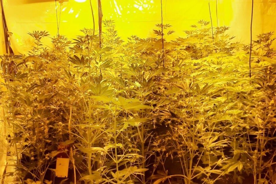 Die entdeckte Plantage bestand aus 100 Cannabispflanzen, die nun beschlagnahmt wurden.