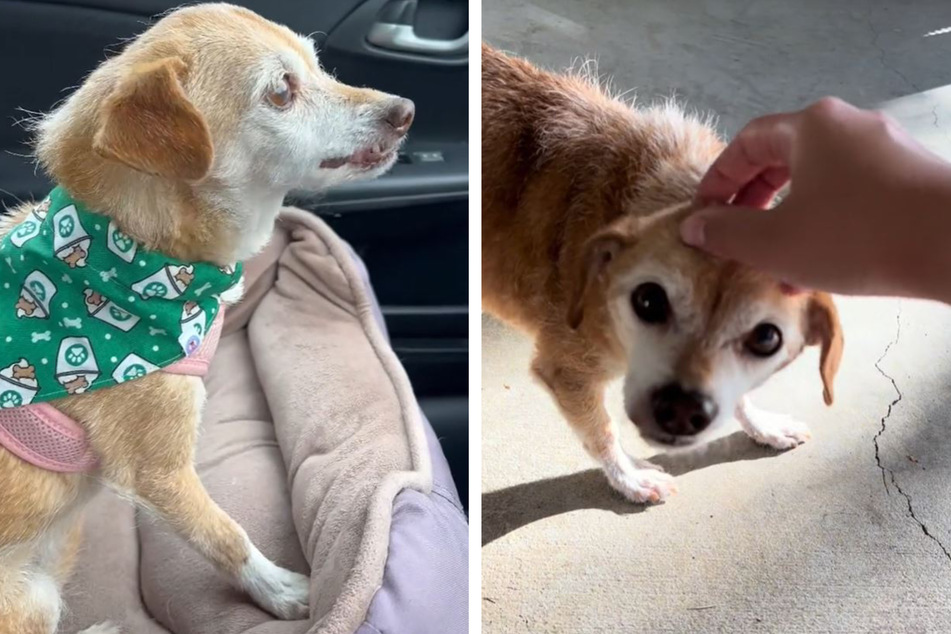 Senior dog gets new fate after family plans to put her down for being "too old"