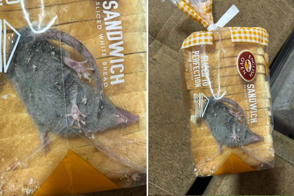 Ein Inder fand eine Ratte in seinem gekauften Toastbrot. Das Tier war noch am Leben.
