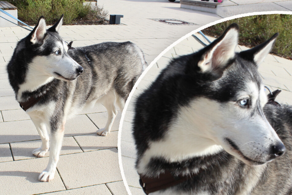 Übergewichtiger Husky landet im Tierheim: Findet Luni noch sein Happy End?