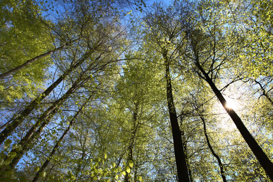 Bis zum Jahr 2050 soll der Wald klimastabil werden. (Symbolbild)