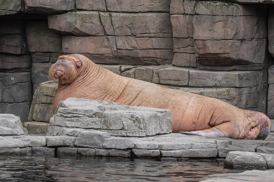 2013 kam der Walrossbulle Odin in den Tierpark Hagenbeck. (Archivbild)