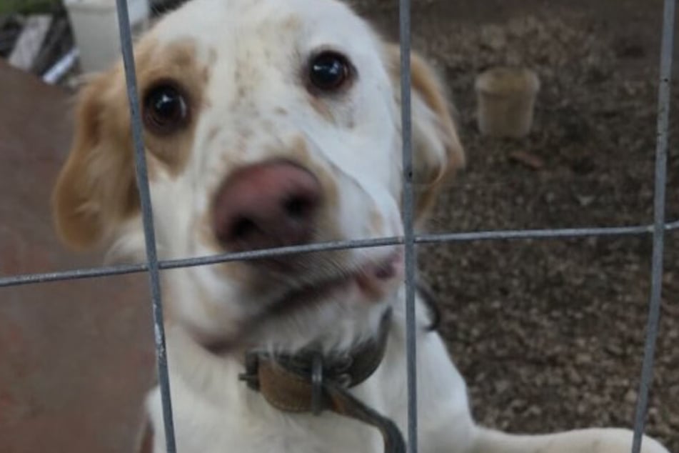 Traurig blickte Raymond, als seine Familie mit ihrem anderen Hund spielte.