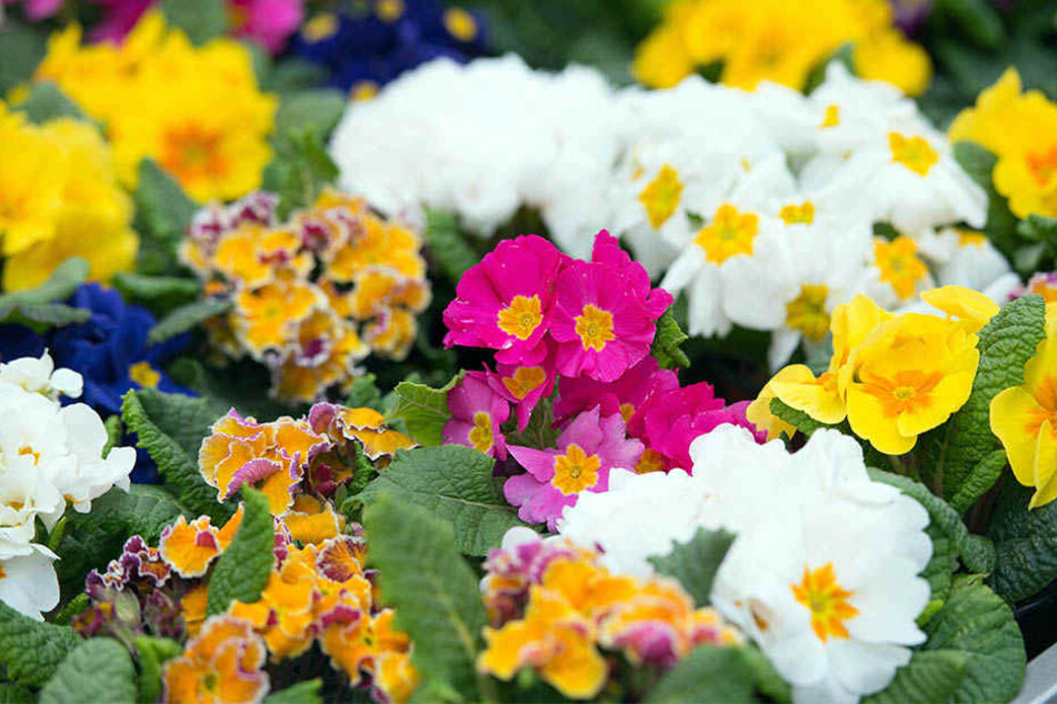 Eigentlich sollten die Blumen schon in Beeten und auf Balkonen erfreuen.