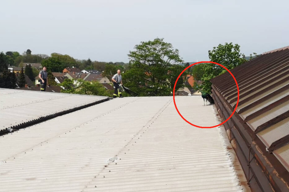 Einsatzkräfte versuchen den Vogel einzufangen.
