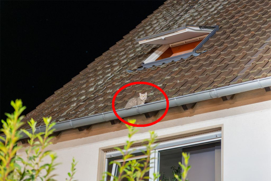 Die Katze war wohl durch das Dachfenster in ihre missliche Lage gelangt.