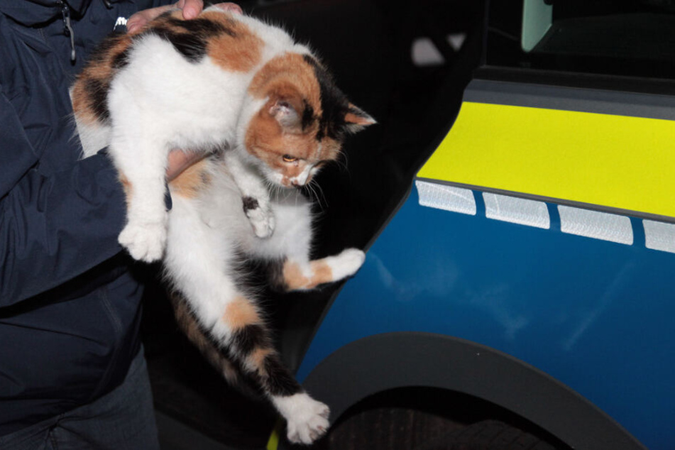Eine Nachbarin kümmerte sich nach der Rettung von Katze "Elly" um das Tier.