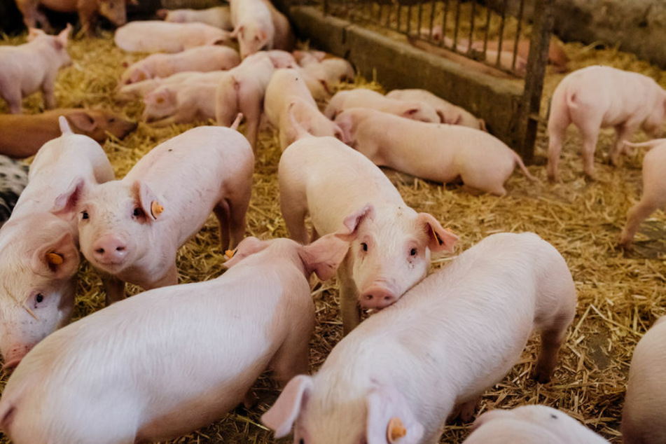 Alle Ferkel dürfen ab 2021 nur noch unter Betäubung kastriert werden. (Symbolbild)