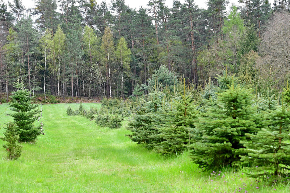 In Dresden wachsen Weihnachtsbäume beispielsweise direkt in der Heide.