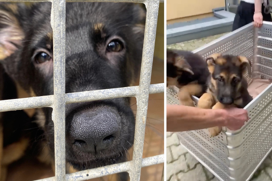 "Schäferhund-Express" für neun Welpen: Hunde wurden aus schlechter Haltung gerettet
