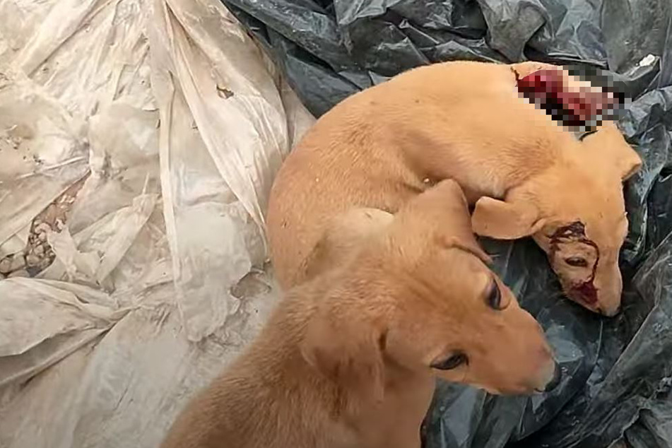 Tierschützer besuchen kleinen Hund nach dessen Rettung: Was sie dann sehen, geht ihnen ans Herz