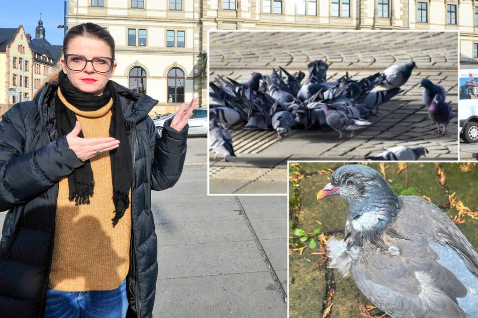 Chemnitz: Chemnitz hat ein Taubenproblem: Zahl der Notfall-Einsätze verdoppelt!