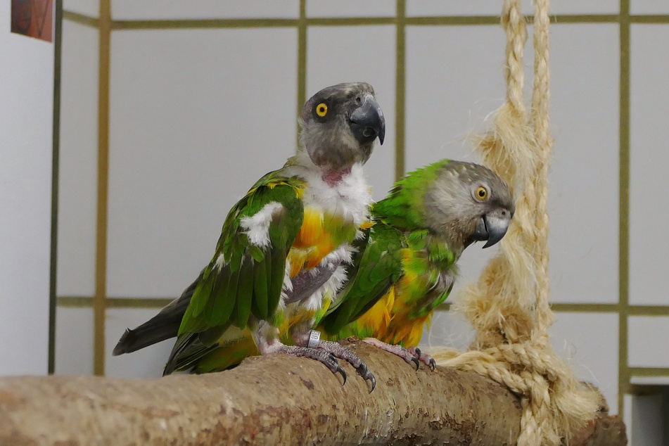 Rio (vorn im Bild) und Myra haben sich im Tierheim kennengelernt.