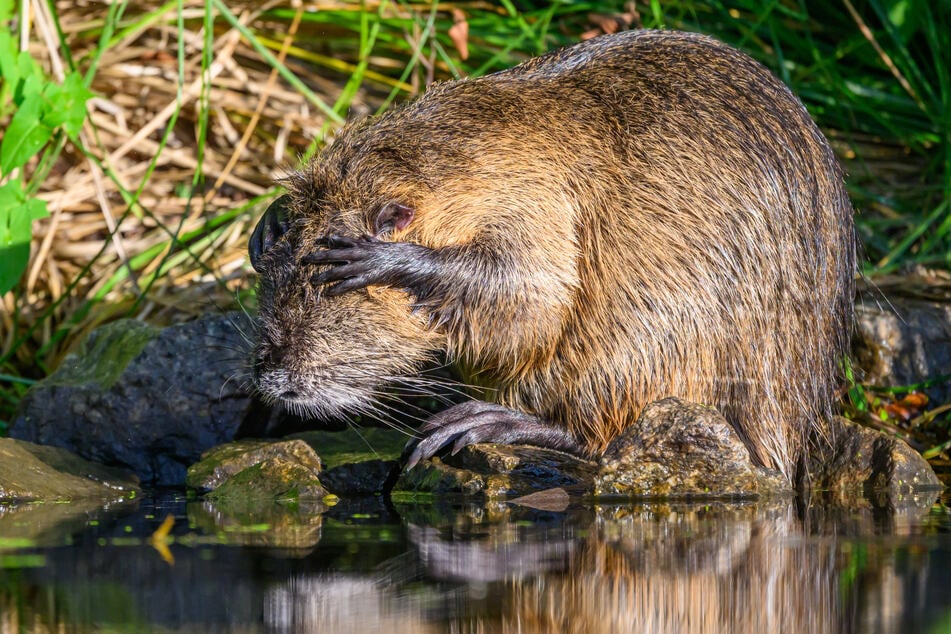 Die Tiere stammen eigentlich aus Südamerika.