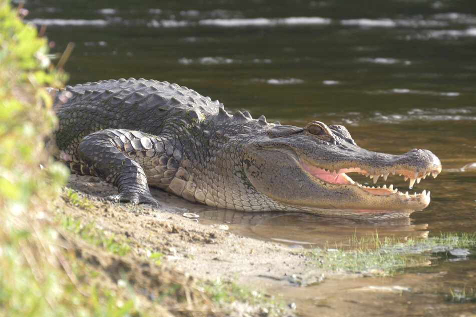 Alligatoren haben 2022 bereits drei Menschen in den USA getötet. (Symbolbild)