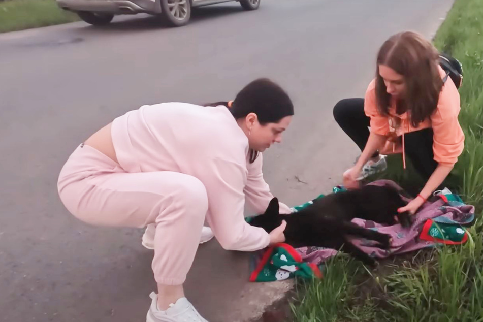 Frauen retten Hund von Straße: Was der Tierarzt dann sagt, geht ihnen unter die Haut