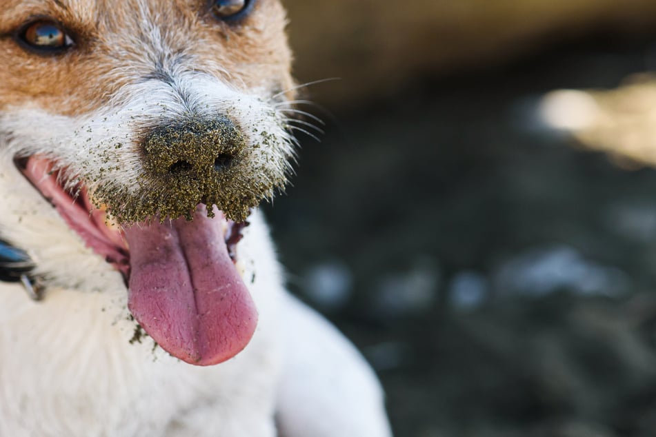 Nach jedem Spielen im Freien wird Dreck mit in die Wohnung und aufs Hundekissen gebracht.