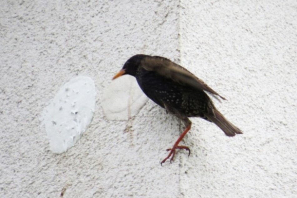Insgesamt acht Löcher wurden zugemauert. In einigen von ihnen befanden sich Vögel.