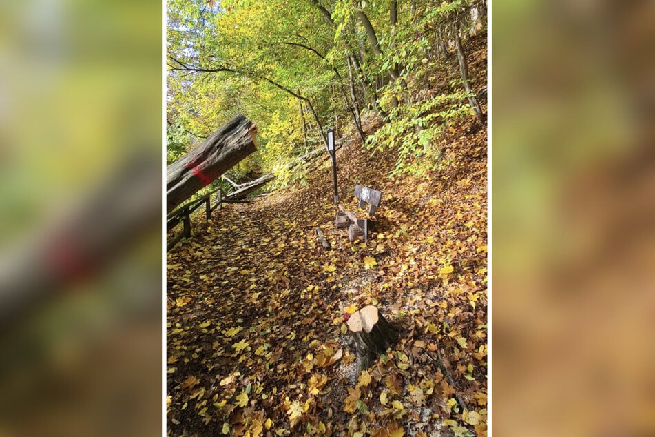 Die gefällten Bäume liegen nun quer über dem gesperrten Wanderweg.