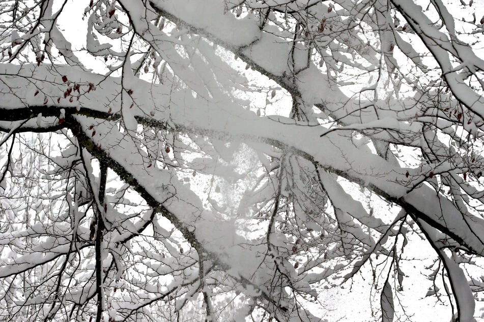 Der Ast brach aufgrund der Schneelast und traf den Radfahrer. (Symbolbild)