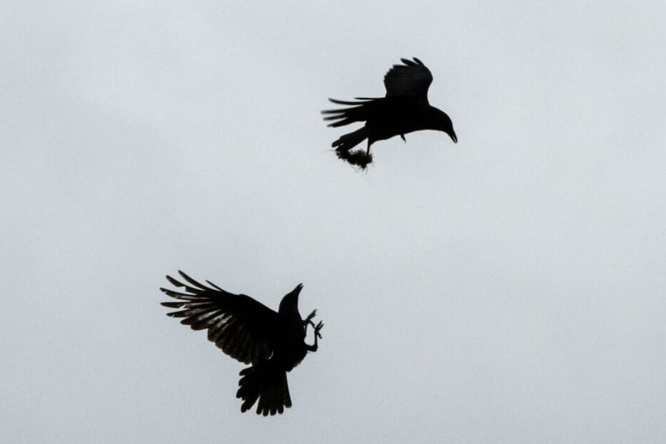 Großvertreiber: Krähen haben in der Stadt bereits Elstern auf dem Gewissen.