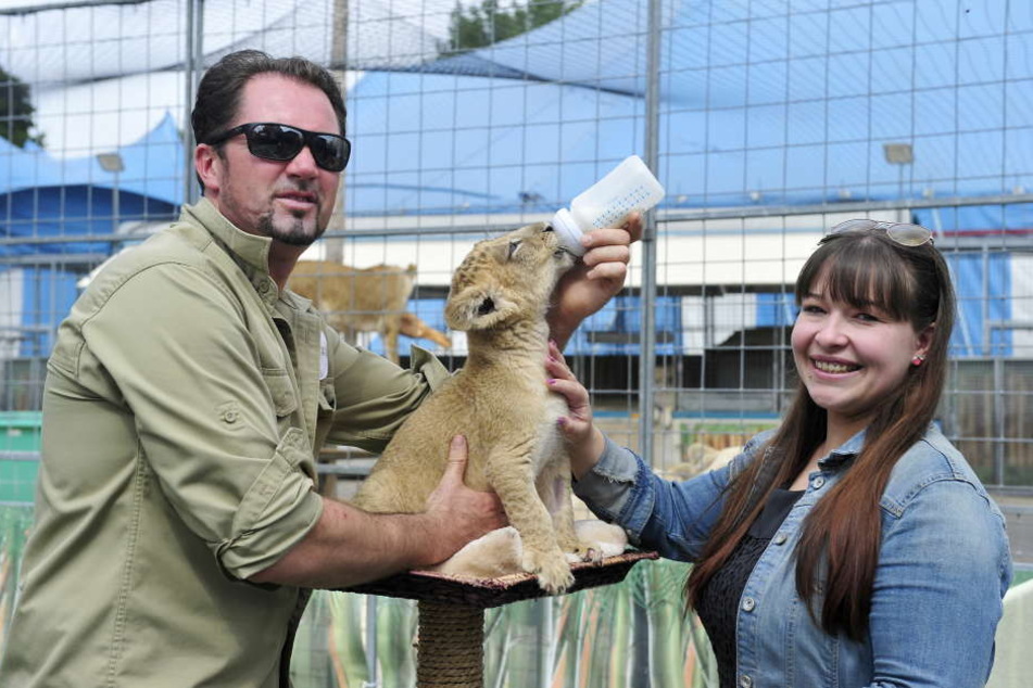 Die Löwenbabys sind die Stars im Circus Krone. Martin Lacey (40) zieht die beiden mit der Flasche auf. Redakteurin Caroline Staude durfte mit füttern.