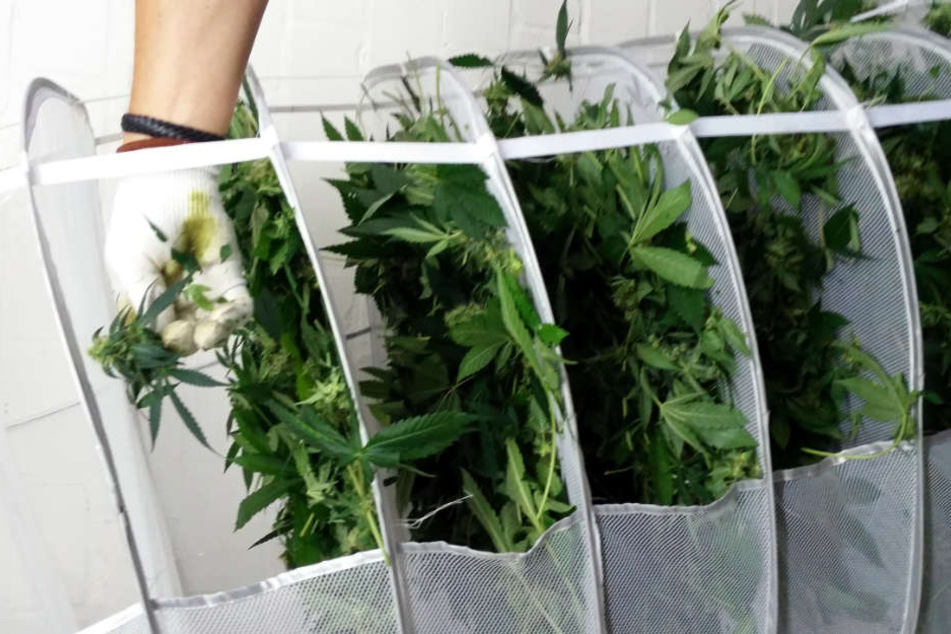 Unter anderem wurde eine Plantage mit 100 Pflanzen sichergestellt.