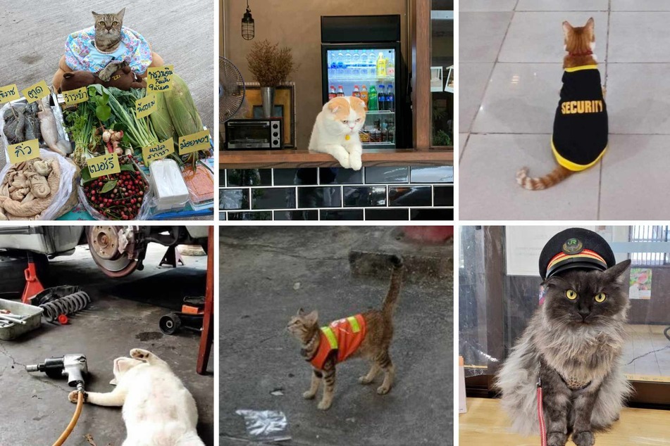 Need a laugh? Cats with jobs gets it done