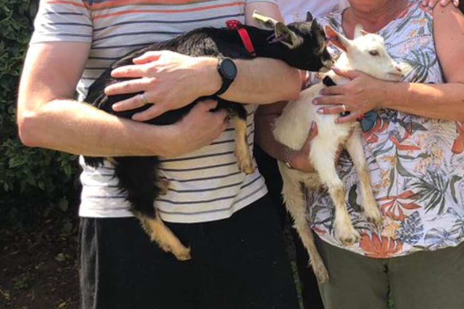 Wer braucht schon Hunde: Die beiden Ziegen Stan und Ollie sollen die Gefängnisinsassen beruhigen.