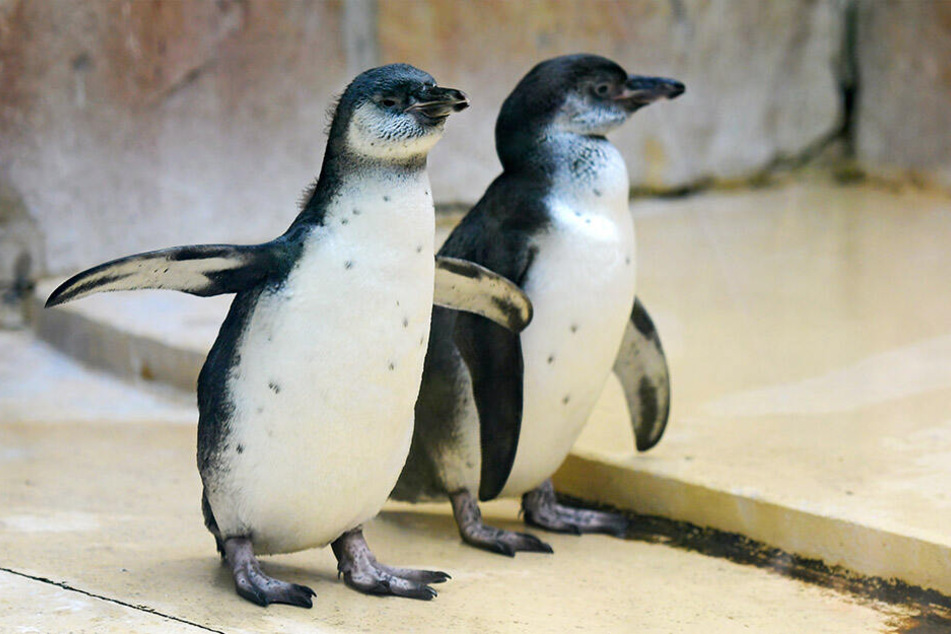 Die beiden Jungpinguine haben sich in den vergangenen Wochen prächtig entwickelt.