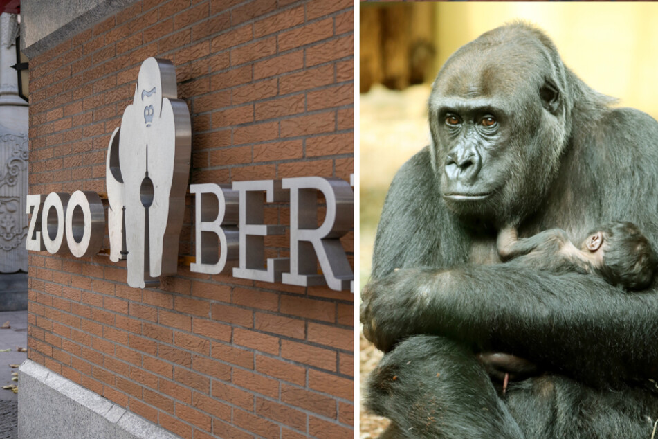 Gorilla-Baby im Berliner Zoo geboren: "Noch heißt es Daumen drücken"