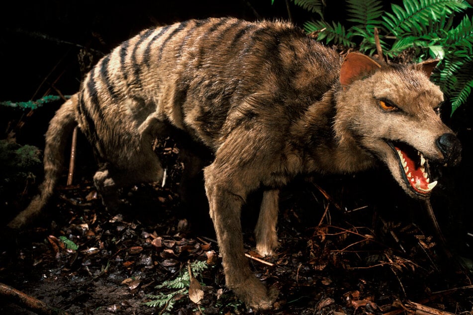 Tasmanian tigers may be coming back to life with new project