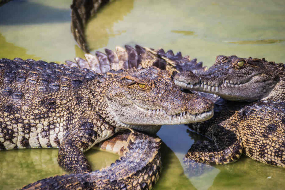 Nach der blutigen Attacke war kein Krokodil mehr am Leben. (Symbolbild)