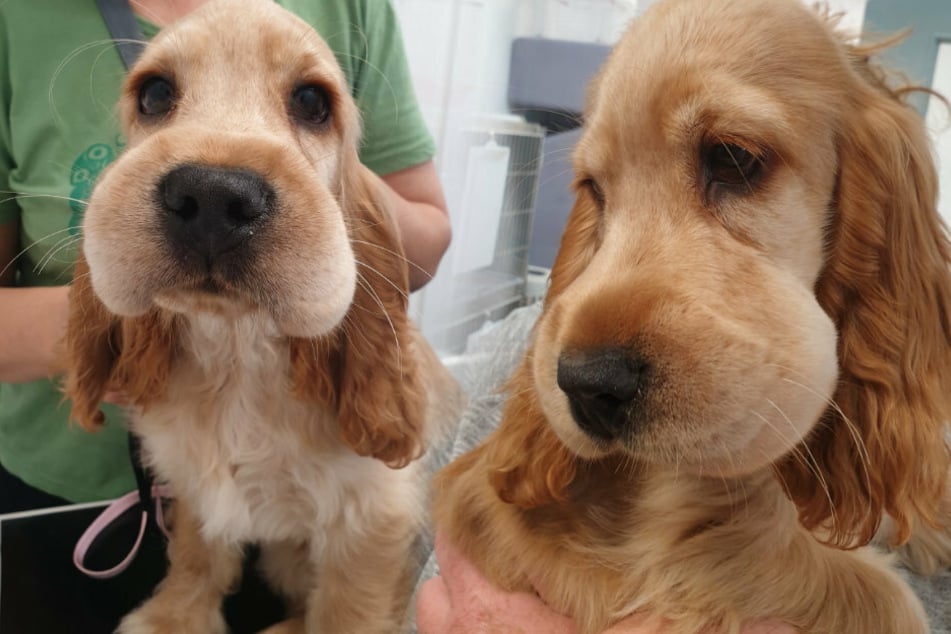 Ohje! Die Backen des Hundes sind sichtlich angeschwollen.