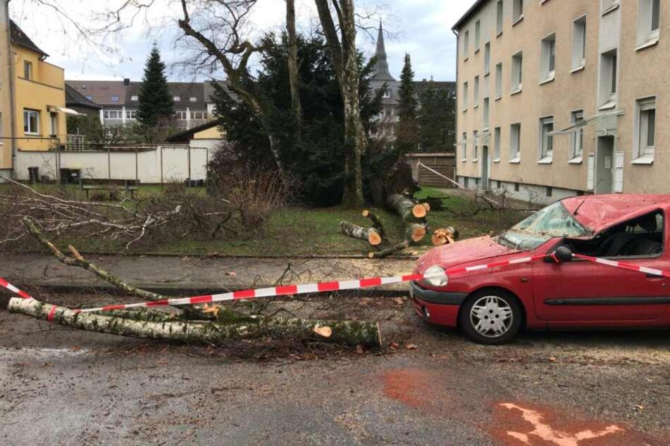 In Erkrath stürzte ein Baum auf einen Kleinwagen.