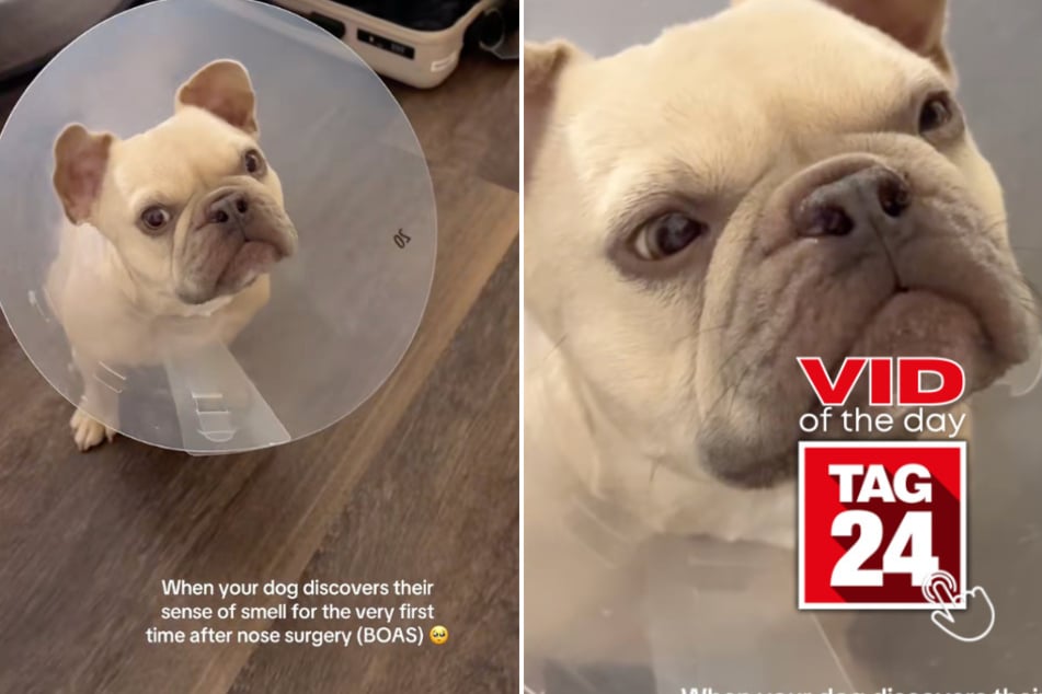 viral videos: Viral Video of the Day for September 24, 2025: French bulldog's first sniff after surgery has TikTok crying!