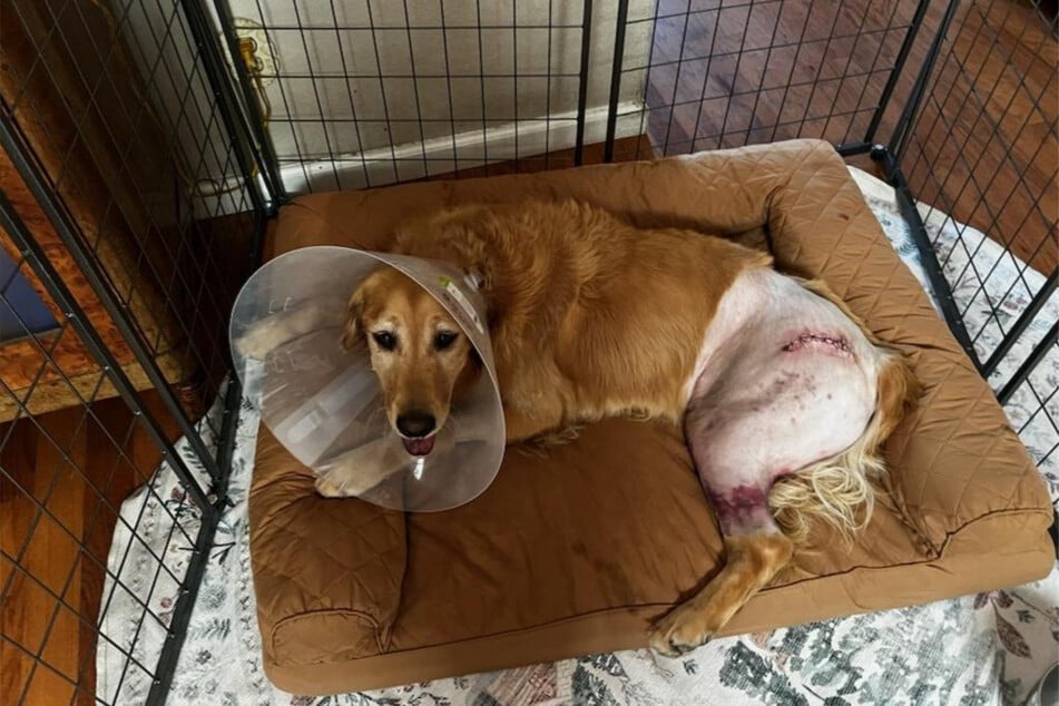 Der Assistenzhund Jersey verletzte sich bei dem Zusammenstoß so sehr, dass er einen schwerwiegenden Beckenbruch erlitt.