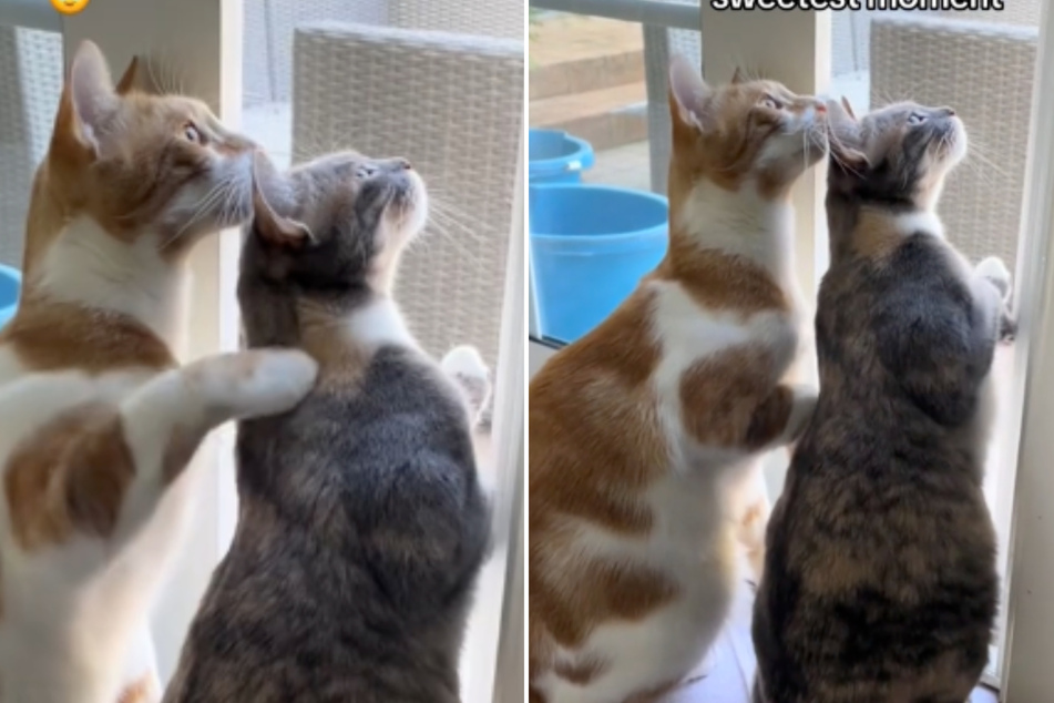 Cat siblings are too cute for words during birdwatching session!