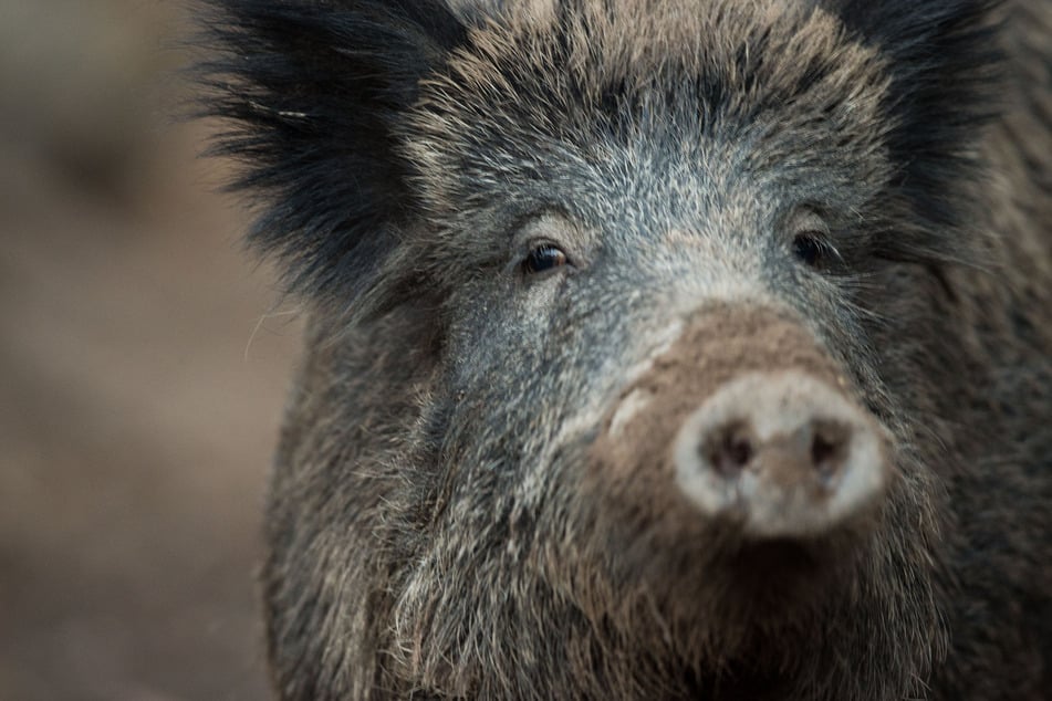 Ein Wildschwein sorgte in Nürnberg für Aufregung und flüchtete anschließend in einen Wald. (Symbolbild)