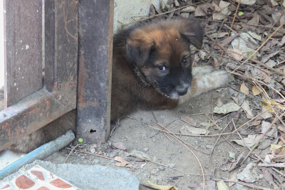 Ein kleiner Straßenhund ruht sich aus. NRW schreibt einen neuen Tierschutzpreis aus, der mit insgesamt 30.000 Euro dotiert wird. (Symbolbild)