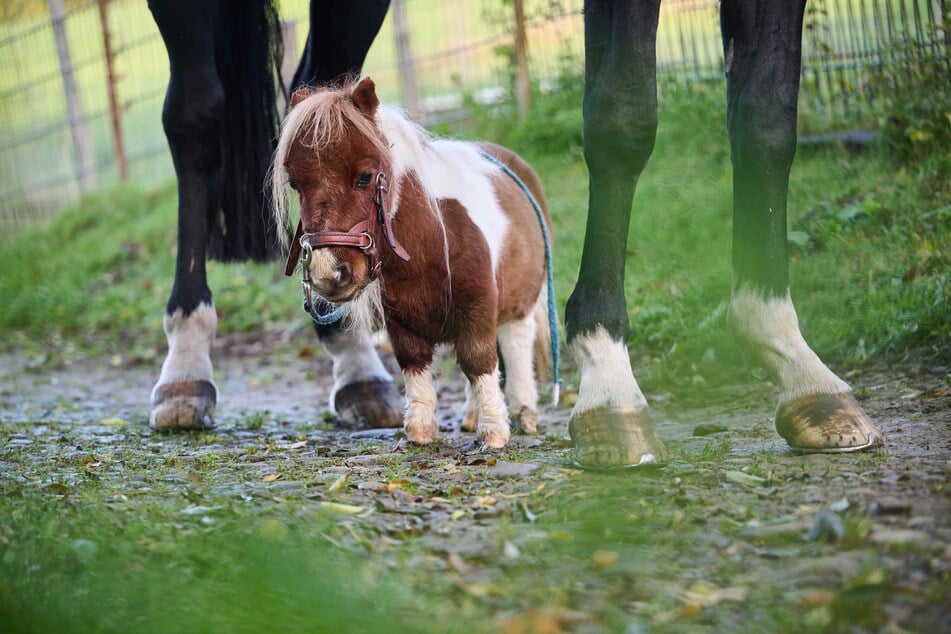 Shetland-Pony Pumuckel lebt im Sauerland und ist vermutlich das kleinste Pferd auf der Welt.