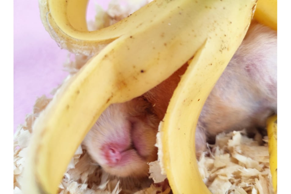 Nur schadstofffreie Bananenschalen dürfen Hamster fressen.