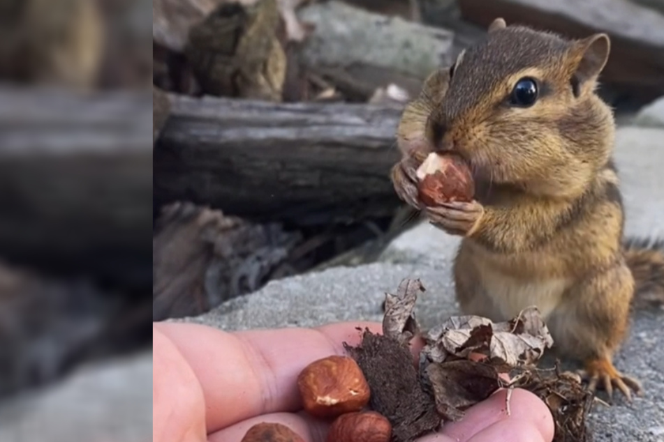 Mann schenkt Streifenhörnchen Nüsse: Was das Tier im Gegenzug tut, verzückt Millionen