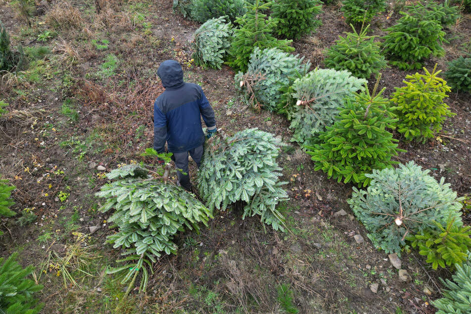 Hamburger können an vielen Orten in der Stadt und in der Umgebung an schöne Weihnachtsbäume kommen. (Symbolbild)