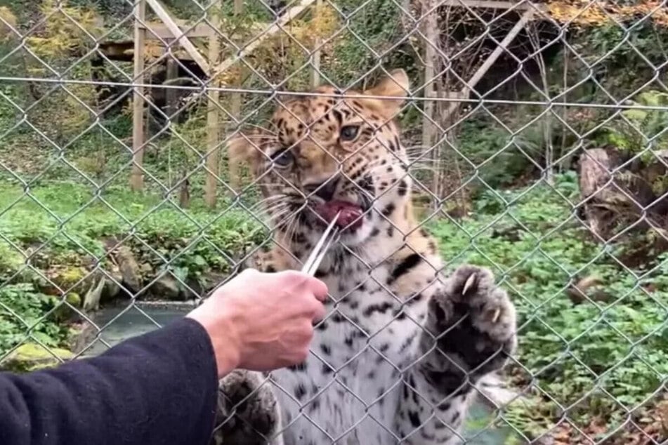 Freddo is getting acclimated to his new enclosure at the British Zoo.