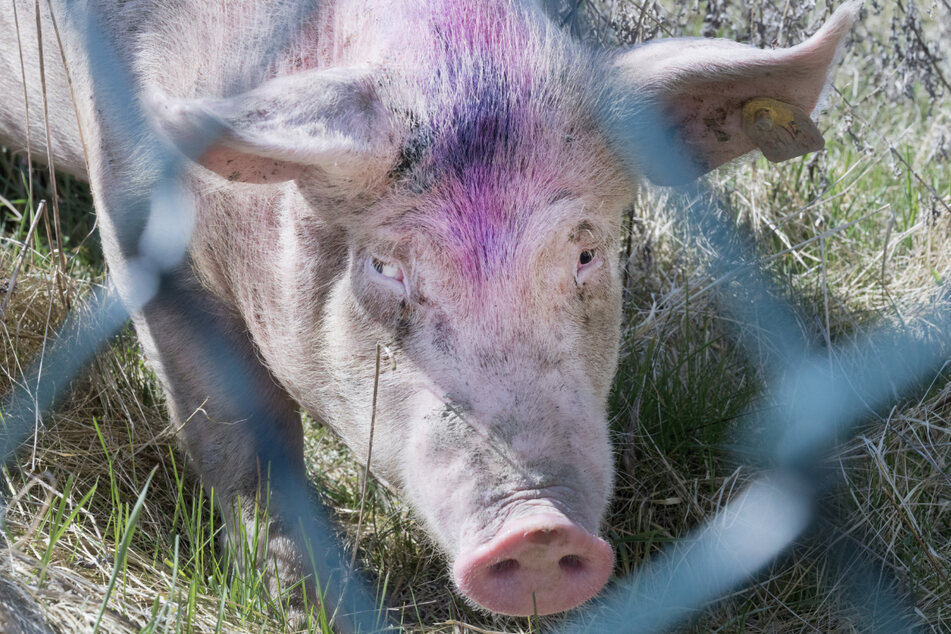 Mehrere Hundert Schweine kamen offenbar bei dem Brand um. (Symbolbild)